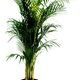 Illustration for article titled 15 Plant Replacements for Your Fancy Air Purifier